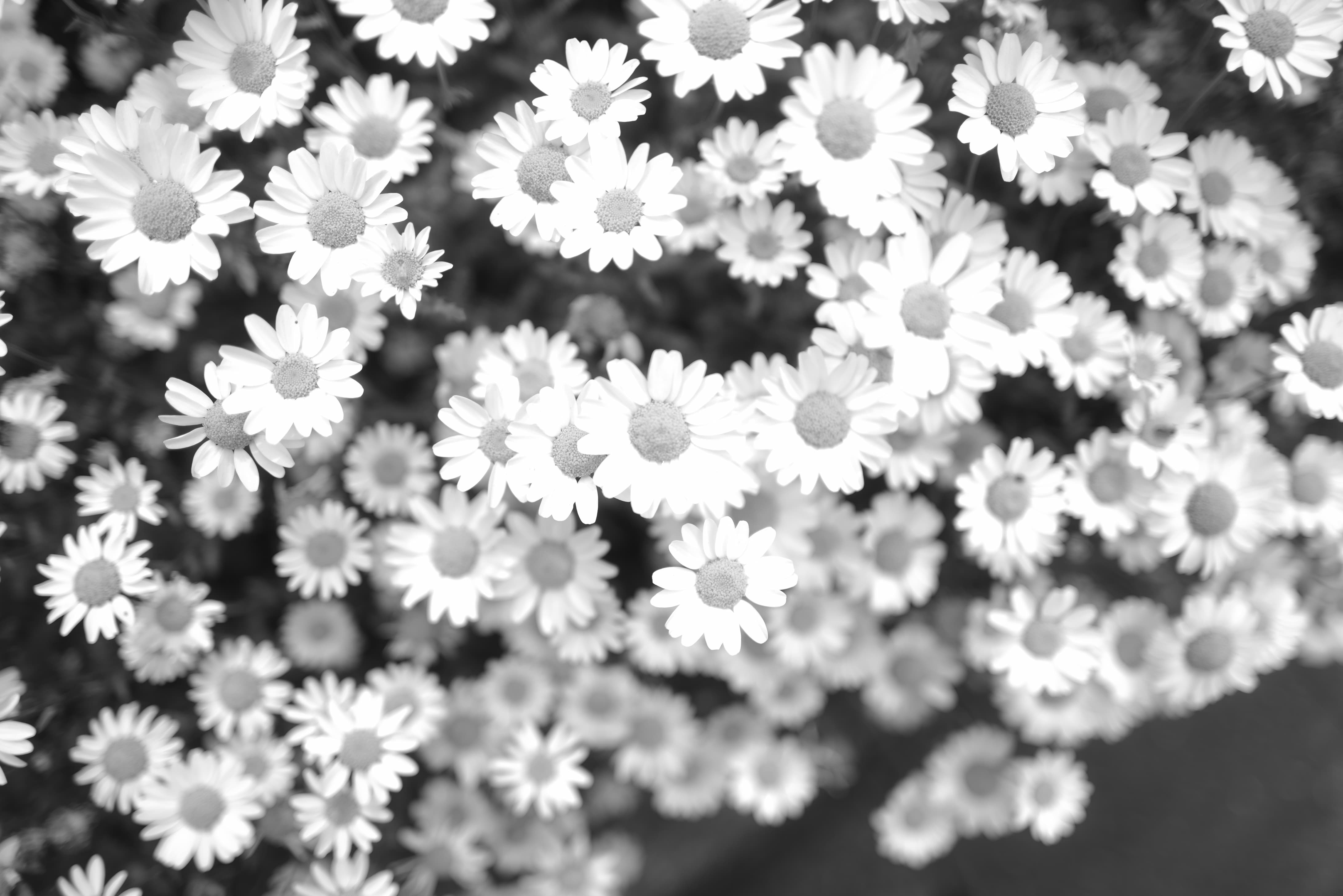 Traveling Dan Hiburan Di Jepang